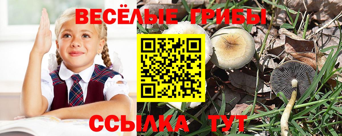 Галлюциногенные грибы Psilocybe Чайковский